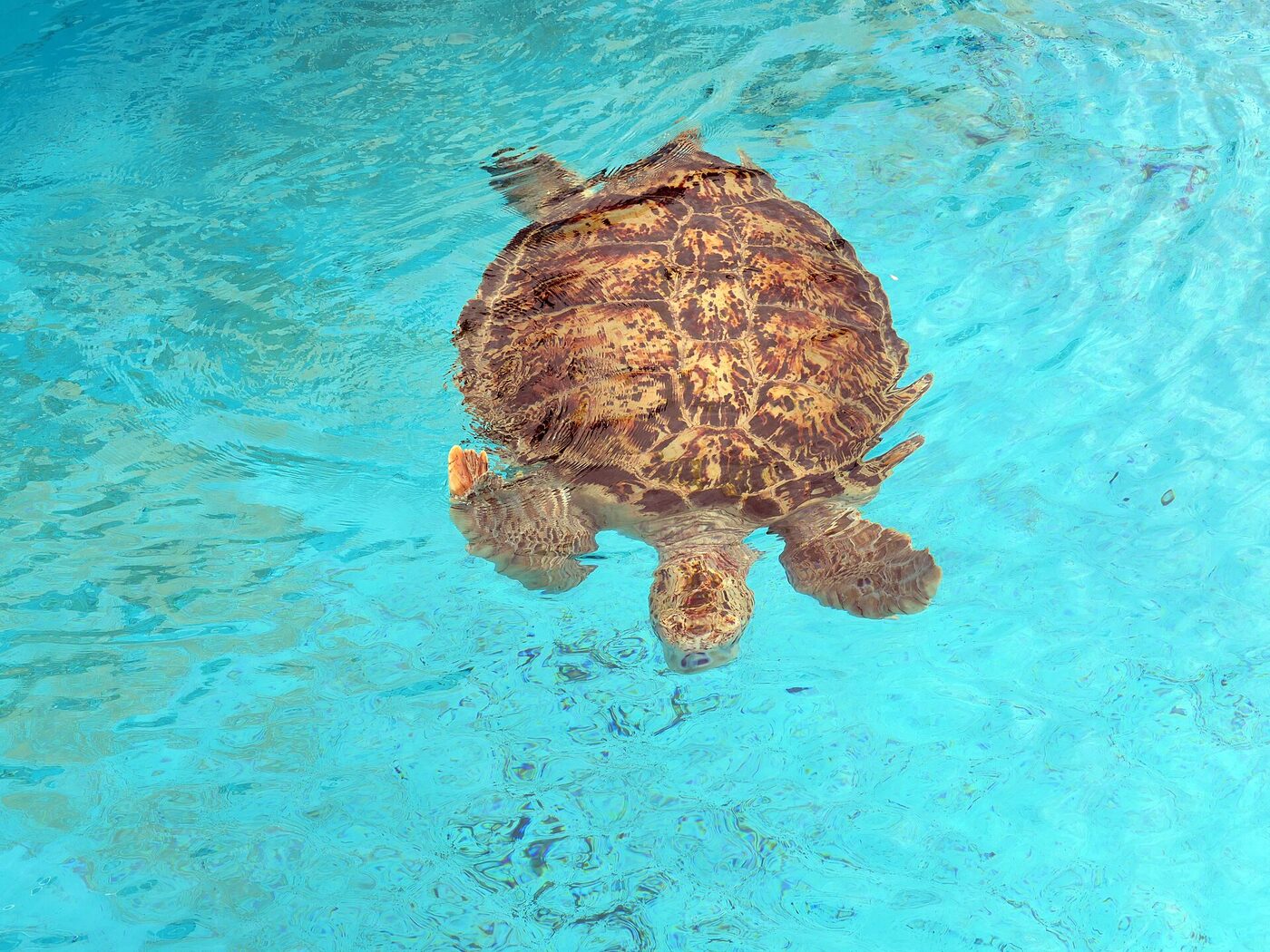 Tortue de mer